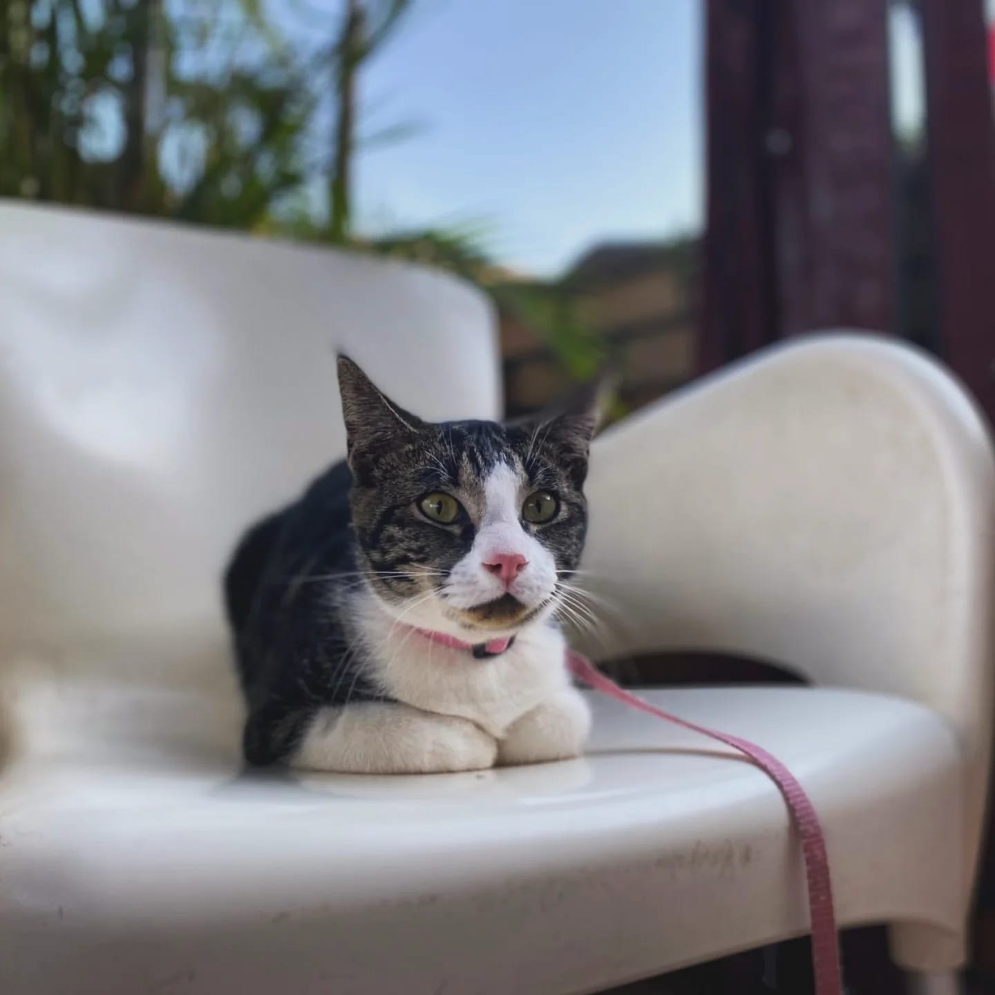 9 Lives Café cat 6